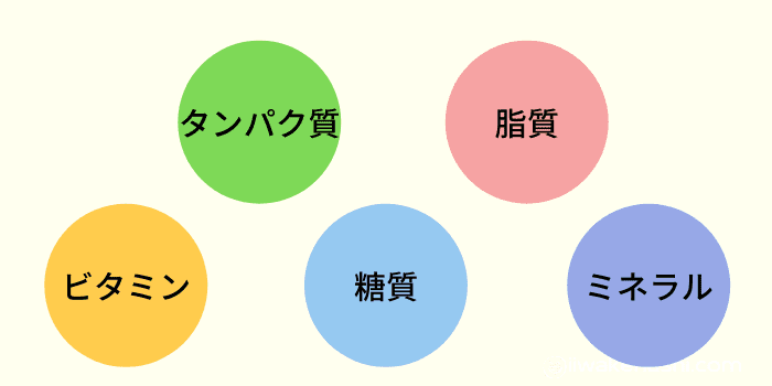 タンパク質・ビタミン・糖質・脂質・ミネラルの五大栄養素