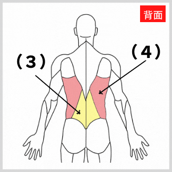 広背筋と脊柱起立筋の解剖図