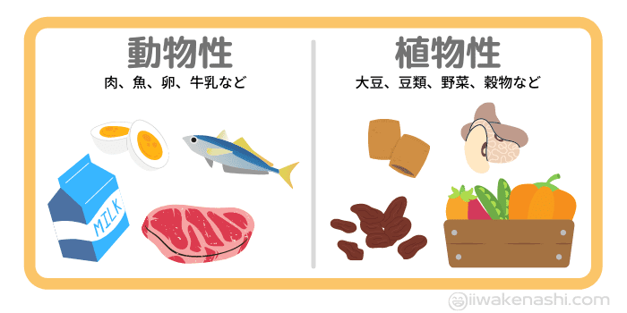 動物性タンパク質と植物性タンパク質の分類